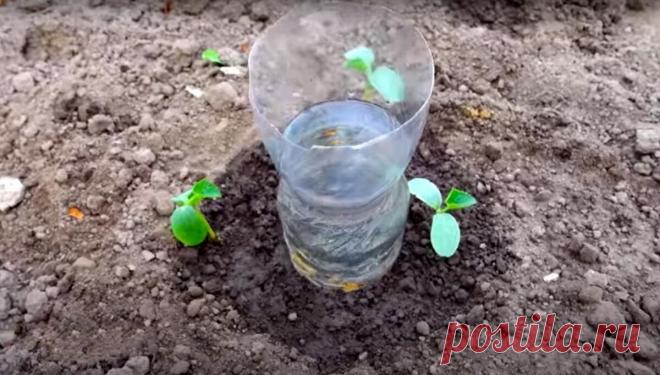 Хитрое приспособление старых огородников. Сделай себе такое же | Сельский огородник | Яндекс Дзен