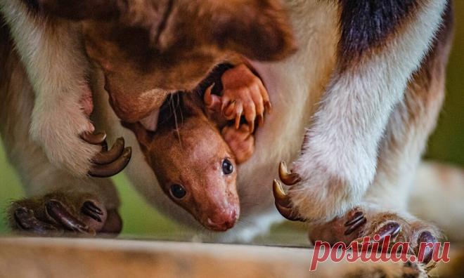 Детеныш редчайшего древесного кенгуру в Честере впервые показался из сумки Вокруг Света В английском зоопарке недавно появился на свет представитель редкого вида. В одном из крупнейших зоопарков Великобритании — Честерском — произошло необычное событие: впервые за 91 год на свет появился детеныш редкого древесного кенгуру Гудфеллоу. Вид является эндемиком Новой Гвинеи и находится на грани исчезновения. При рождении малыш, по словам сотрудников зоопарка, был «размером с мар...