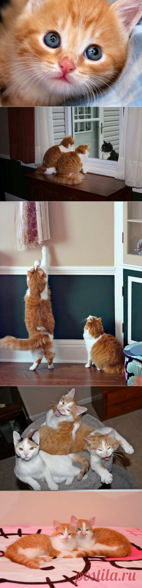 Рыжее очарование