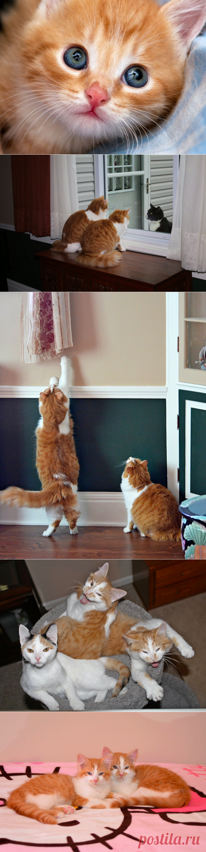 Рыжее очарование