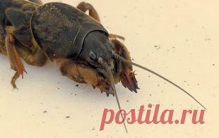 Весенние работы в огороде: Как бороться с медведками | СХ: Подробности | СЕЛЬСКОЕ ХОЗЯЙСТВО | АиФ Омск