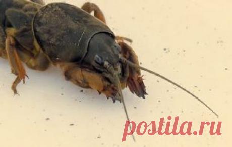 Весенние работы в огороде: Как бороться с медведками | СХ: Подробности | СЕЛЬСКОЕ ХОЗЯЙСТВО | АиФ Омск