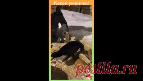 Опытный помощник разнорабочий!