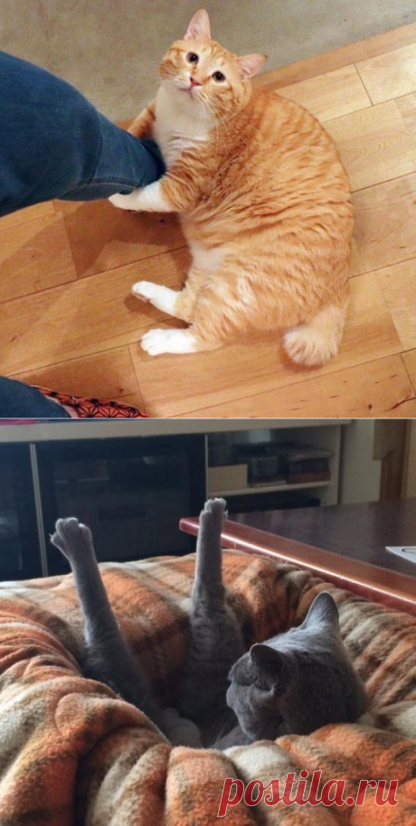 Фотографии которые дают понять, что значит жить с котом