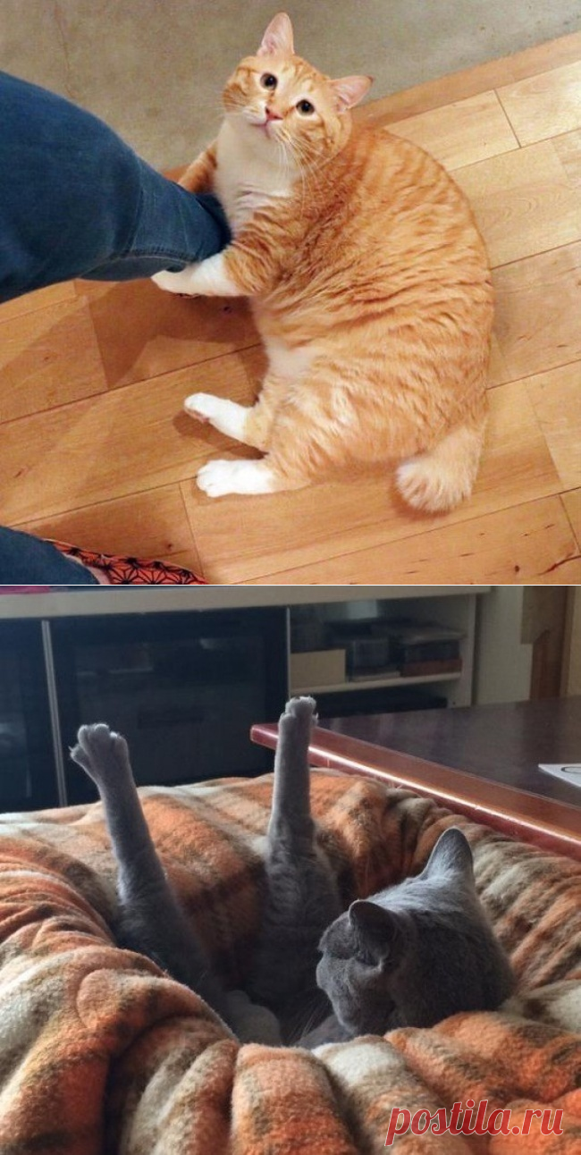 Фотографии которые дают понять, что значит жить с котом