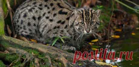 Кошка-Рыболов или Виверровый кот: 25+ фото Крапчатой, цена