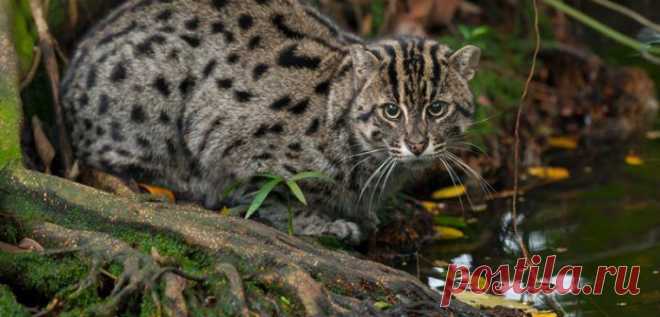 Кошка-Рыболов или Виверровый кот: 25+ фото Крапчатой, цена