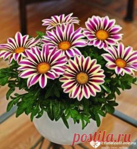✔ Знакомства для серьезных отношений ➡  ClubRealLove.ru
.
Восхитительные садовые цветы Газания