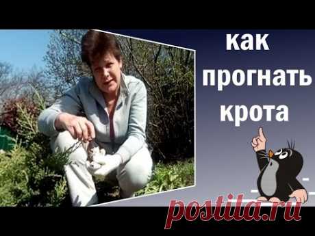 . Новый способ избавиться от кротов. Как бороться с кротами - YouTube