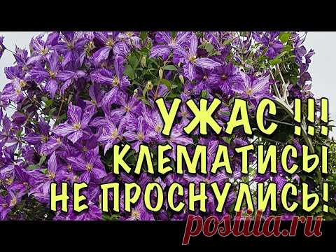 НЕ ВЗДУМАЙТЕ ВЫКАПЫВАТЬ! Клематисы НЕ ПРОСНУЛИСЬ! Стимулируем БЫСТРЫЙ РОСТ спящих и слабых побегов