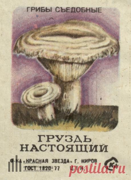 Груздь настоящий