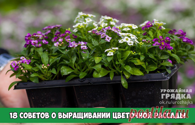18 СОВЕТОВ О ВЫРАЩИВАНИИ ЦВЕТОЧНОЙ РАССАДЫ

Казалось бы, нехитрое дело - бросить семечко в землю. Но не всем удается дождаться всходов. Дело в том, что есть тонкости, без знания которых можно наделать ошибок.

1. Для выращивания рассады посев производят рано весной, в феврале-марте. Посев в теплом парнике - в середине или конце апреля, в зависимости от погоды.

2. Для посева можно использовать плоские керамические горшки, ящики, специальные торфяные одноразовые горшочки. Д...