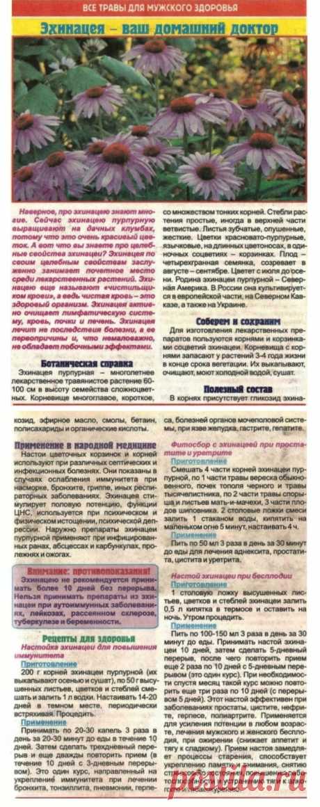 Эхинацея - ваш домашний доктор