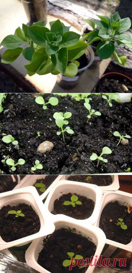 Как вырастить хорошую рассаду петуний | Домохозяйки
