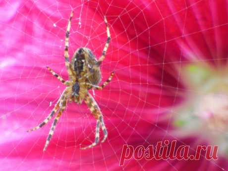 Spider Web In Front Of A Flower  Free Stock Photo HD - Public Domain Pictures