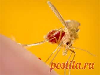 Рецепты и статьи :: Ароматерапия :: Натуральные средства от комаров и других насекомых