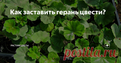 Как заставить герань цвести? Речь идет о комнатной герани - пеларгонии и о самом распространенном ее виде - зональная.
Вначале определимся с агротехникой. Итак, вкратце, что нужно герани:
много солнечного света
легкий питательный грунт