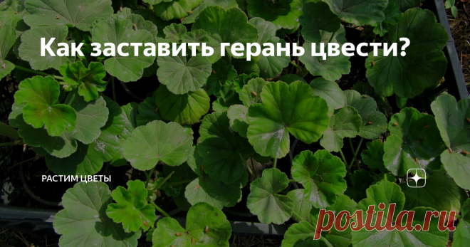 Как заставить герань цвести? Речь идет о комнатной герани - пеларгонии и о самом распространенном ее виде - зональная.
Вначале определимся с агротехникой. Итак, вкратце, что нужно герани:
много солнечного света
легкий питательный грунт