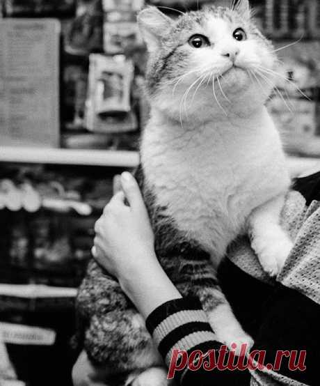 Котизм