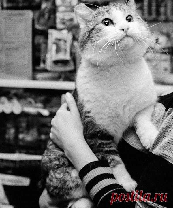 Котизм