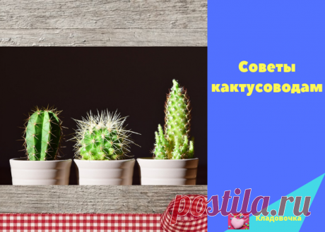 Советы кактусоводам &amp;#8212; Кладовочка
