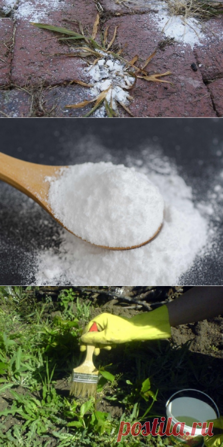 Всегда вырывала сорняки руками, пока соседка по даче не посоветовала это средство… Легко и надолго! — Мир Растений