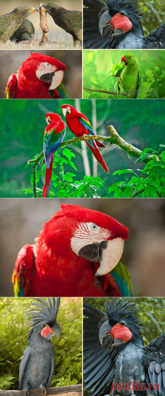 Интересные факты о попугаях