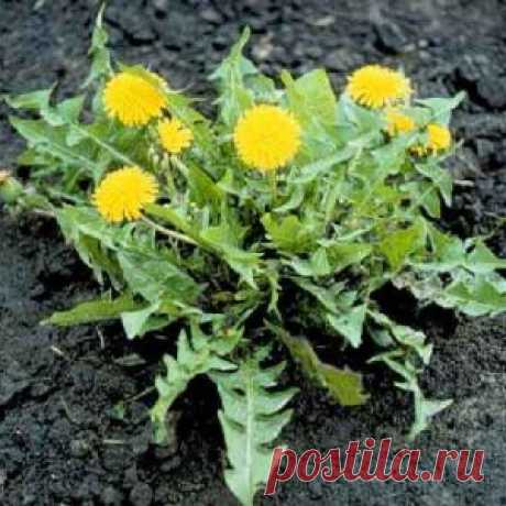 Съедобные растения на случай зомби-апокалипсиса