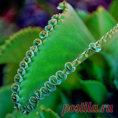 Сок каланхоэ от герпеса | Друг пенсионера
Эта привязчивая хворь портила мне жизнь до невозможности. Она сама по себе болезненная, некрасивая и неприятная до жути, а я еще стеснялась кому-нибудь рассказать, да и к врачу идти не хотелось.