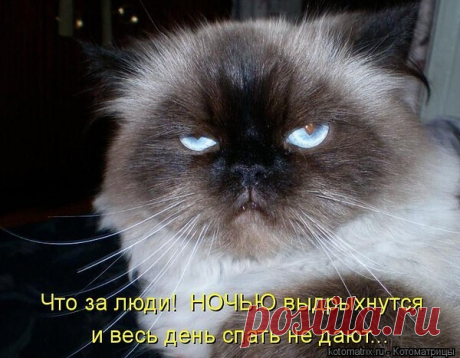 Без кошек жить нельзя на свете, нет - Татьяна, 29 мая 2020