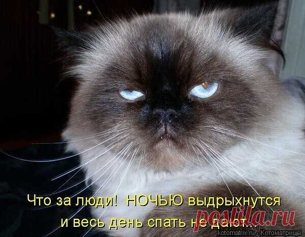 Без кошек жить нельзя на свете, нет - Татьяна, 29 мая 2020