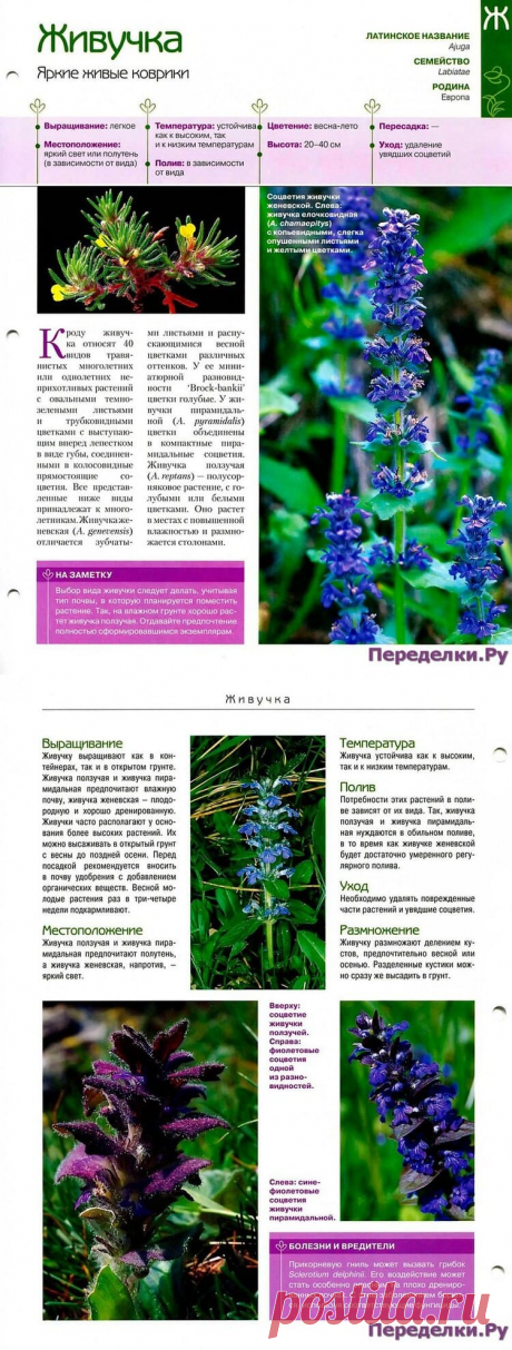 Живучка * Переделки.РуПеределки.Ру