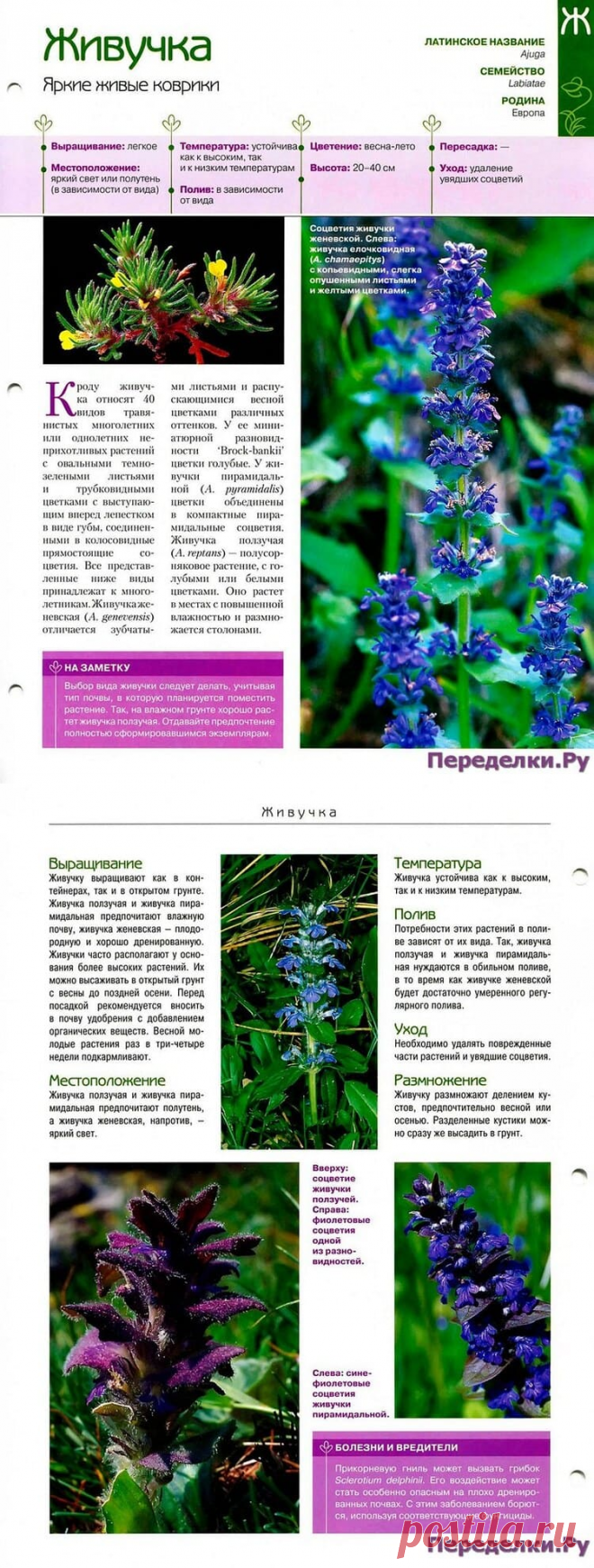 Живучка * Переделки.РуПеределки.Ру