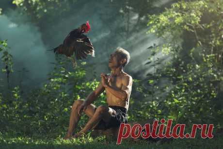 35PHOTO - SUTIPORN SOMNAM - Gamecock