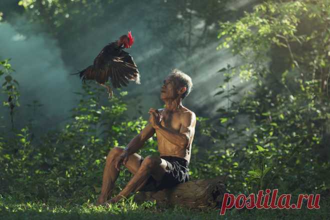 35PHOTO - SUTIPORN SOMNAM - Gamecock
