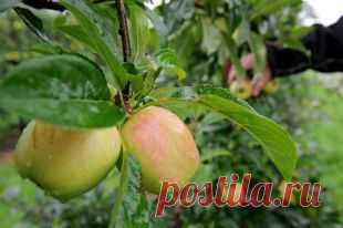 Всегда с яблоками. Как добивались ежегодного плодоношения 100 лет назад