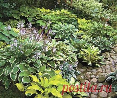 выращиваем хосту | Сад огород советы кулинария