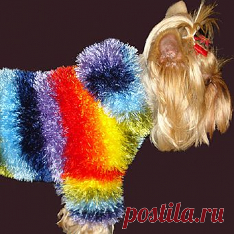 Как связать вещи для йоркширского терьера