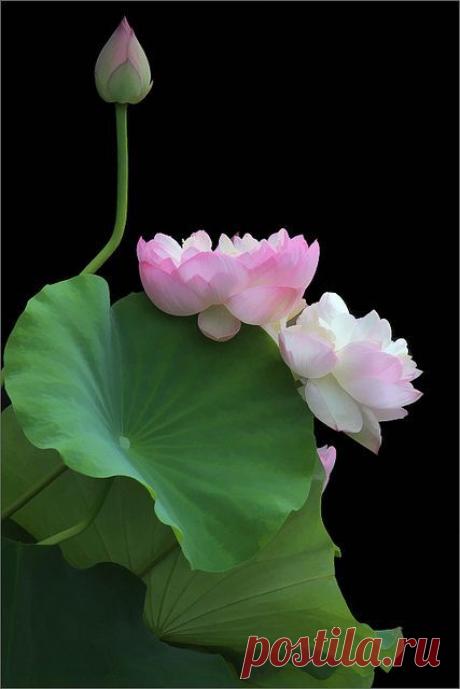 Найдено на сайте flickr.com.