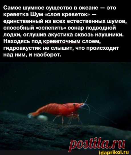Самое шумное существо в океане - это креветка Шум &quot;слоя креветок&quot; - единственный из всех естественных шумов, способный &quot;ослепить&quot; сонар подводной лодки, оглушив акустика сквозь наушники. Находясь под креветочным слоем, гидроакустик не слышит, что происходит над ним, и наоборот. - ) / АйДаПрикол .)