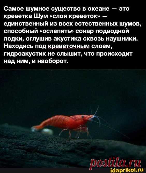 Самое шумное существо в океане - это креветка Шум "слоя креветок" - единственный из всех естественных шумов, способный "ослепить" сонар подводной лодки, оглушив акустика сквозь наушники. Находясь под креветочным слоем, гидроакустик не слышит, что происходит над ним, и наоборот. - ) / АйДаПрикол .)
