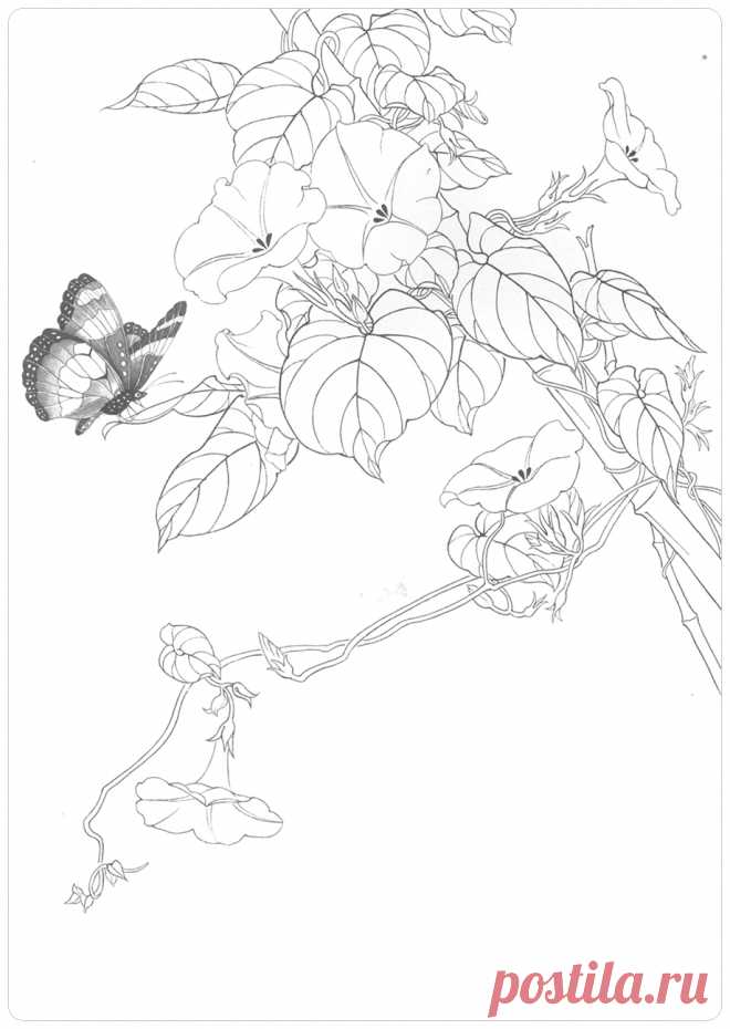 Цветок Вьюнка. Контурный рисунок