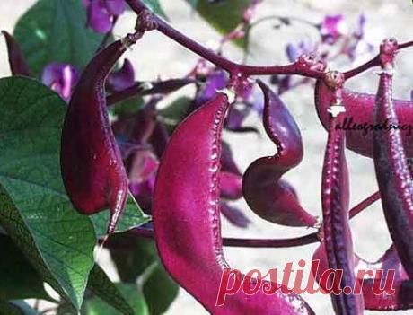 Долихос - гиацинтовые бобы: выращивание, уход, применение