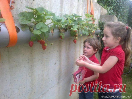 Идеи для дачи и сада | 1 020 фотографий