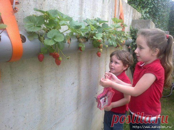 Идеи для дачи и сада | 1 020 фотографий