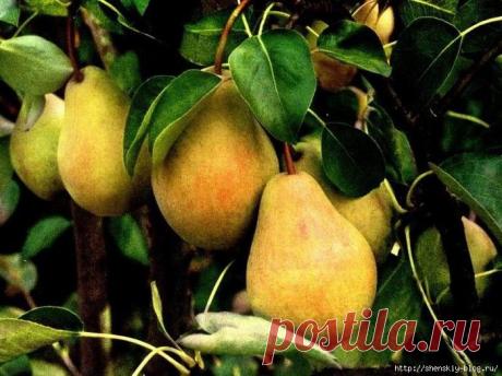 Как возродить старую грушу своими руками!