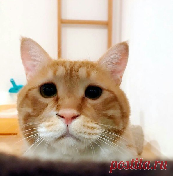 Ещё один котик с грустной мордочкой  В последнее время всё чаще в интернете появляются котики с грустными мордашками. Они настолько милые и грустненькие, что хочется их пожалеть и обнять!