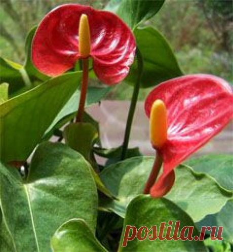 Антуриум (Anthurium), описание Антуриума
