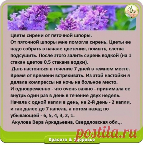 Цветы сирени от пяточной шпоры