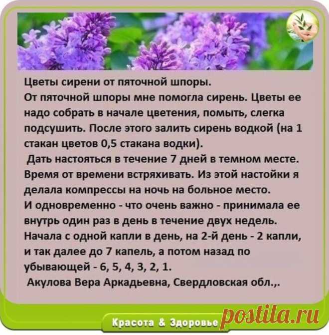 Цветы сирени от пяточной шпоры